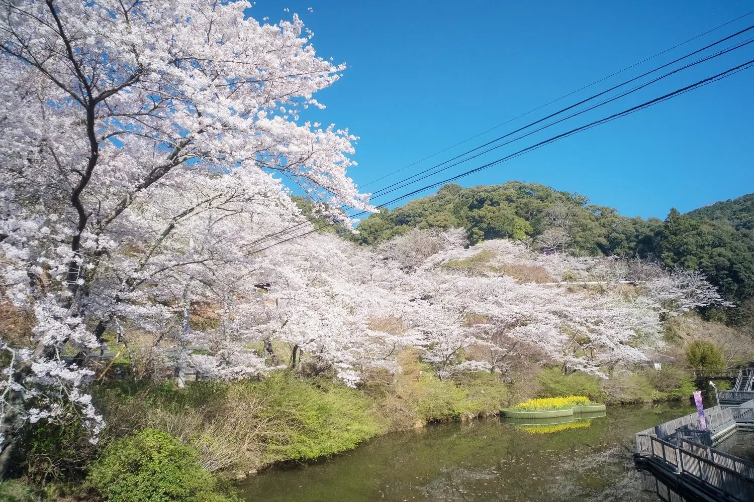🏯 광대한 사찰(호코지) 이미지 9